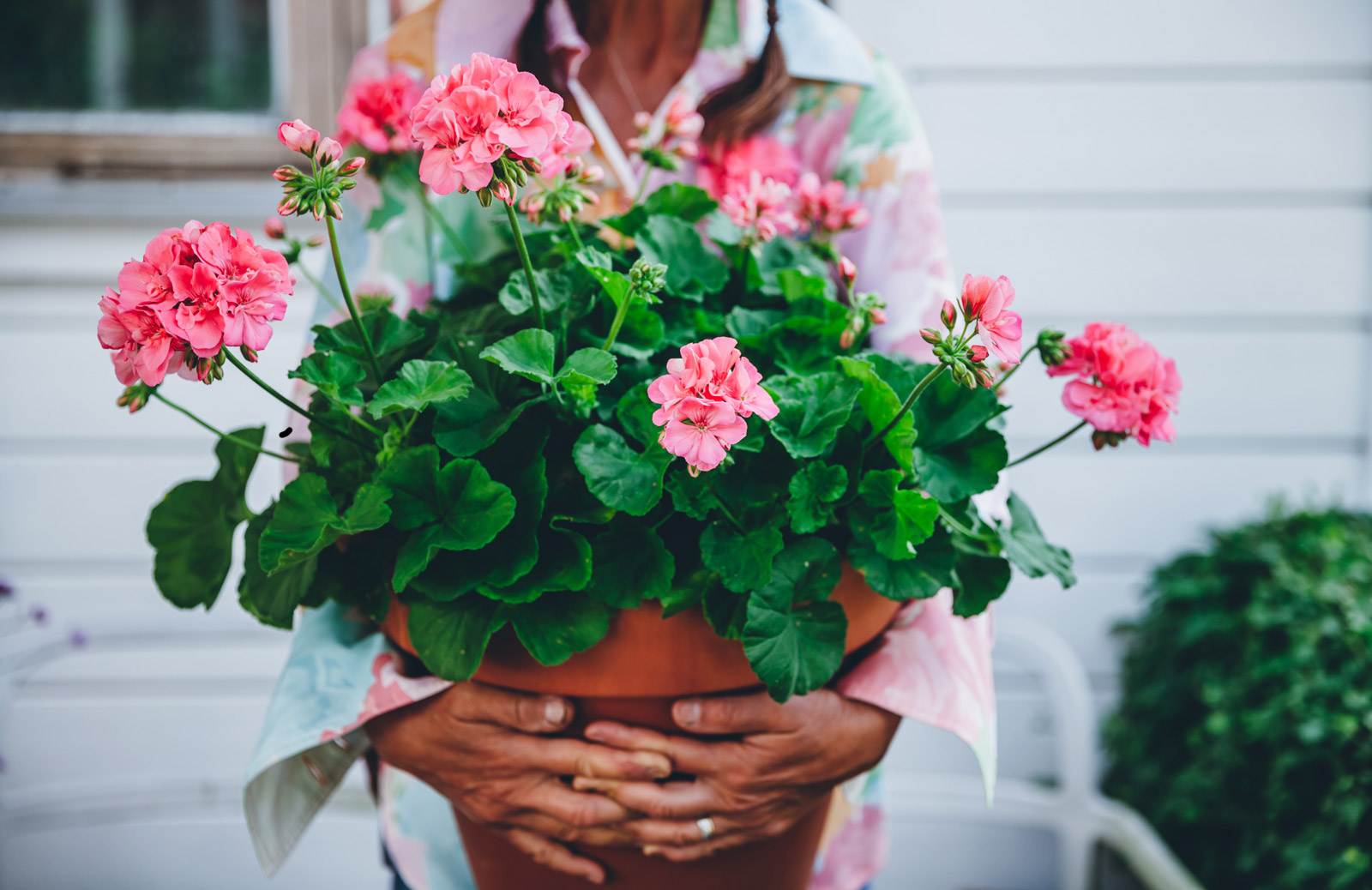 Pelargoner – så lyckas du!